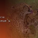 ดอกเบี้ยทบต้น (Compound Interest) พลังมหัศจรรย์สร้างความมั่งคั่ง 2568